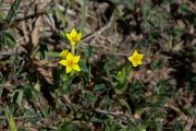 DPPhotography - Corsica - Yellow centuary, Centaurium maritimum - A