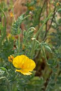 DPPhotography - Corsica - Yellow horned poppy - B