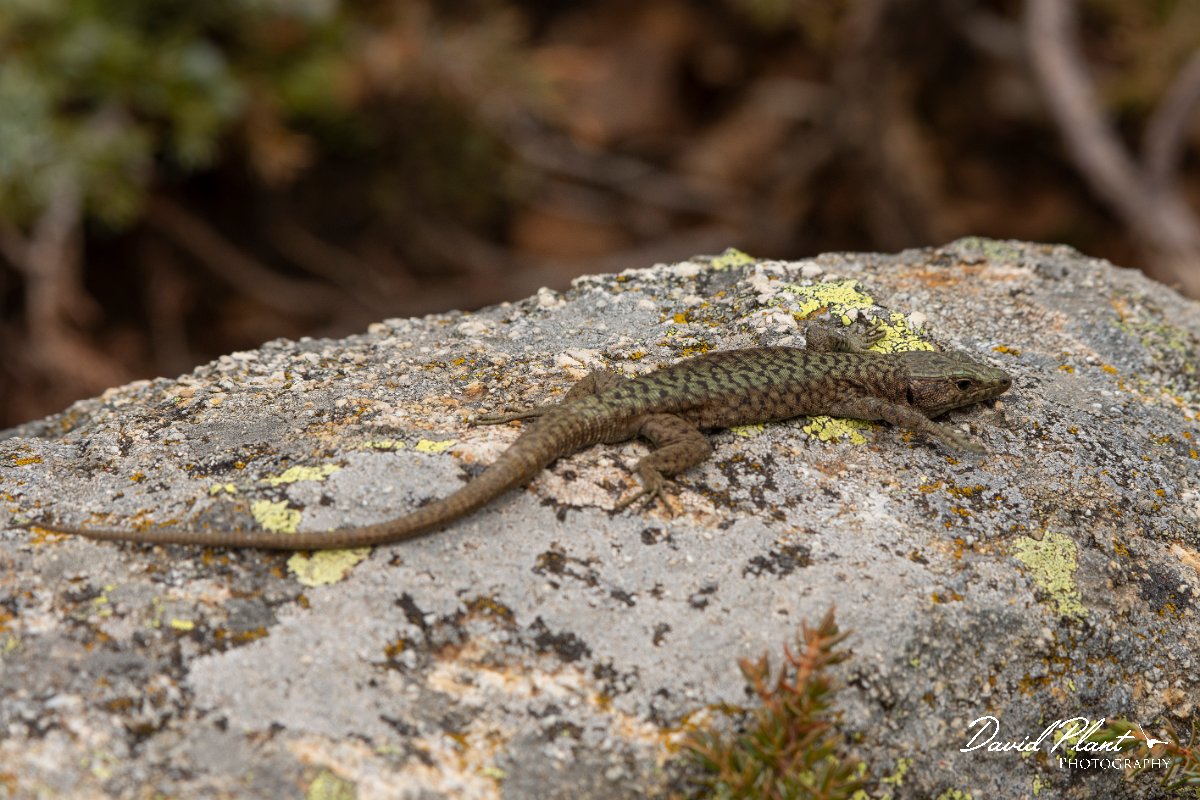 DPPhotography - Corsica - Bedriaga's rock lizard - D.jpg - Bedriaga's rock lizard - Col de Verghio, Corsica
