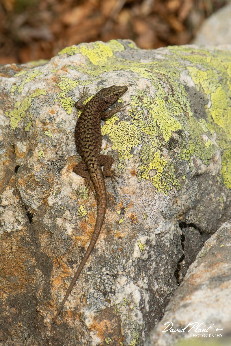 DPPhotography - Corsica - Bedriaga's rock lizard - E.jpg - Bedriaga's rock lizard - Col de Verghio, Corsica