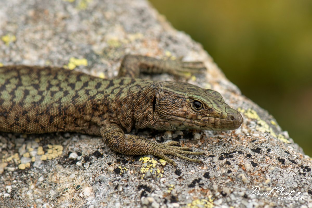 DPPhotography - Corsica - Bedriaga's rock lizard - G.jpg - Bedriaga's rock lizard - Col de Verghio, Corsica