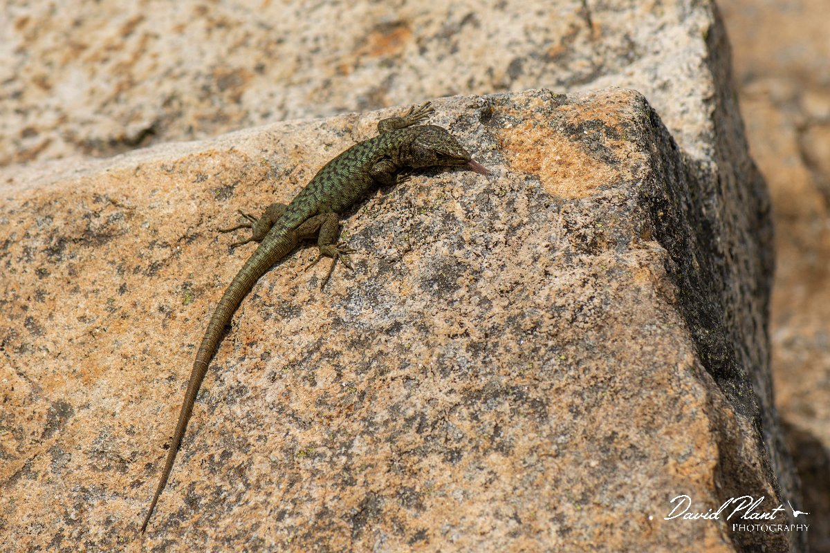 DPPhotography - Corsica - Bedriaga's rock lizard - H.jpg - Bedriaga's rock lizard - Col de Verghio, Corsica