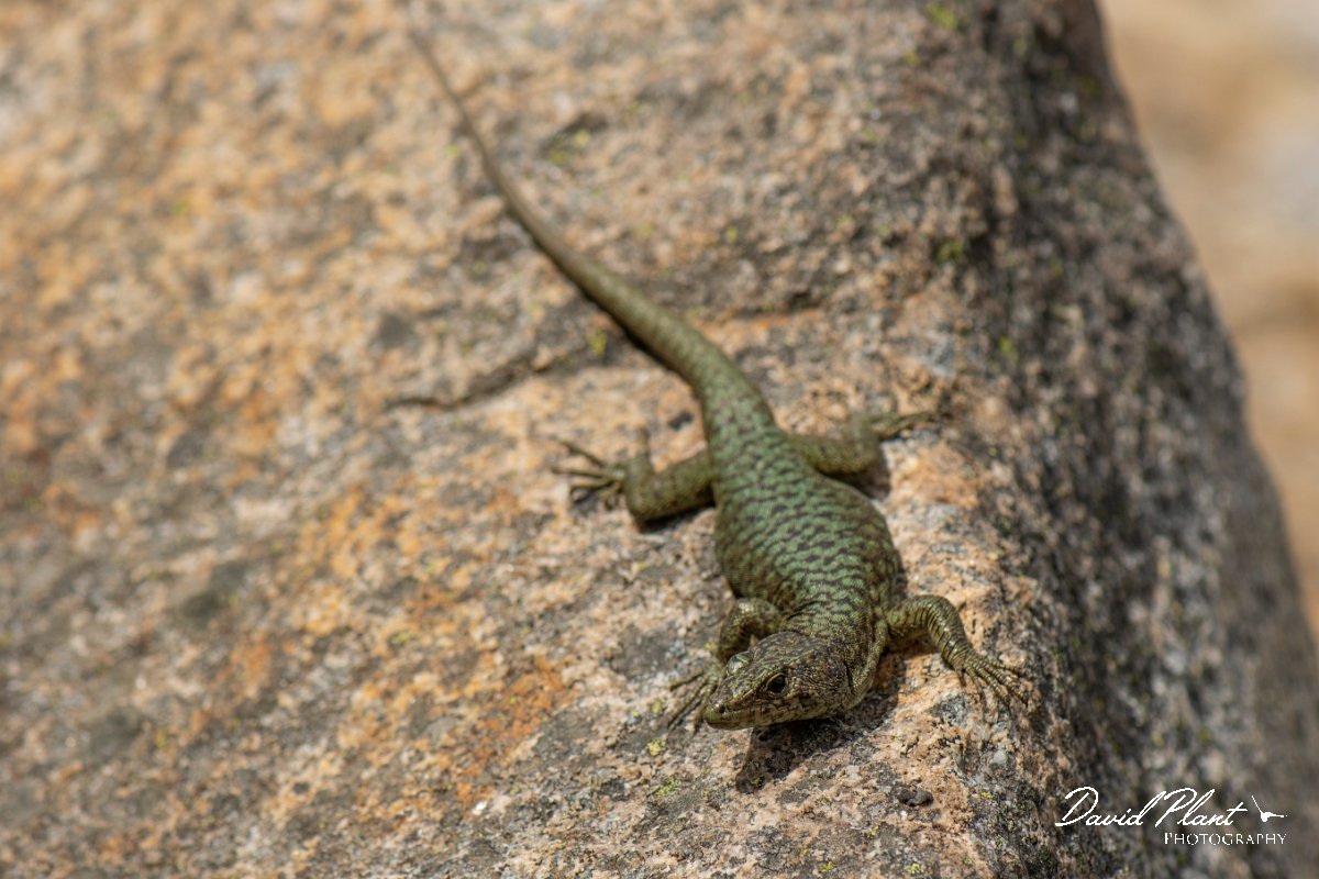 DPPhotography - Corsica - Bedriaga's rock lizard - J.jpg - Bedriaga's rock lizard - Col de Verghio, Corsica