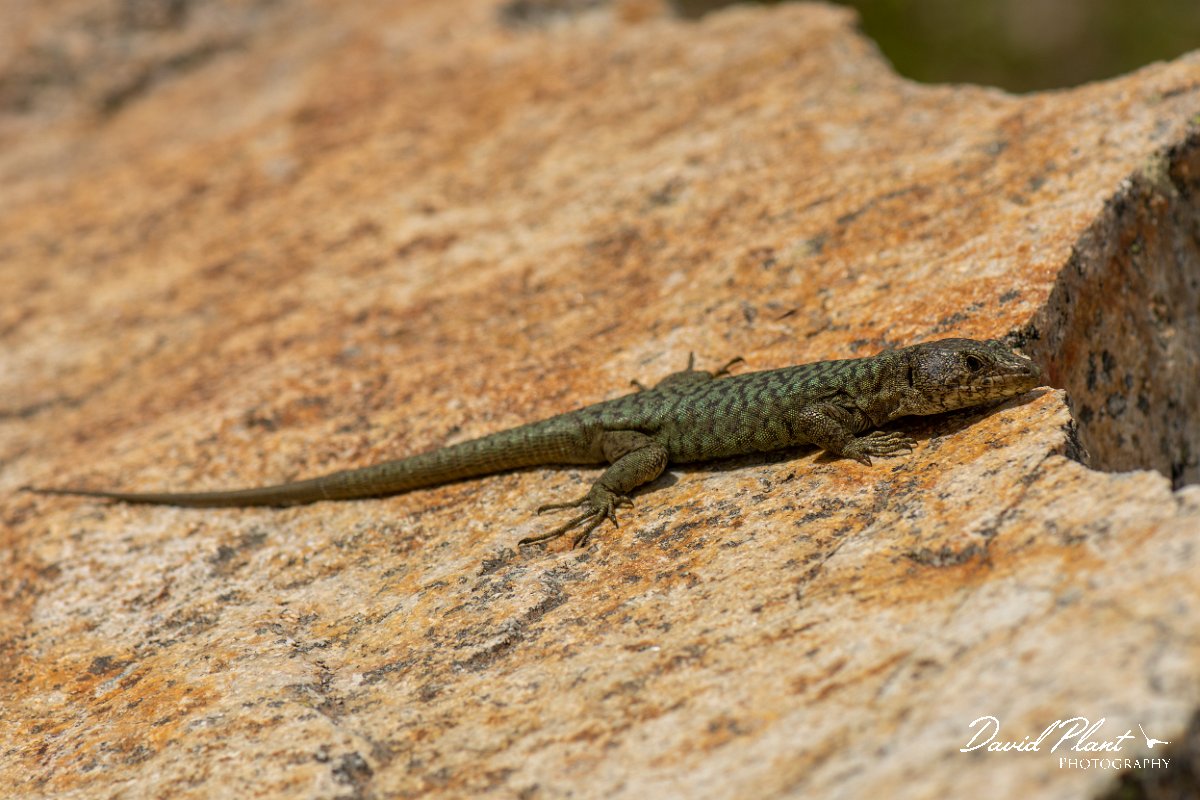 DPPhotography - Corsica - Bedriaga's rock lizard - K.jpg - Bedriaga's rock lizard - Col de Verghio, Corsica