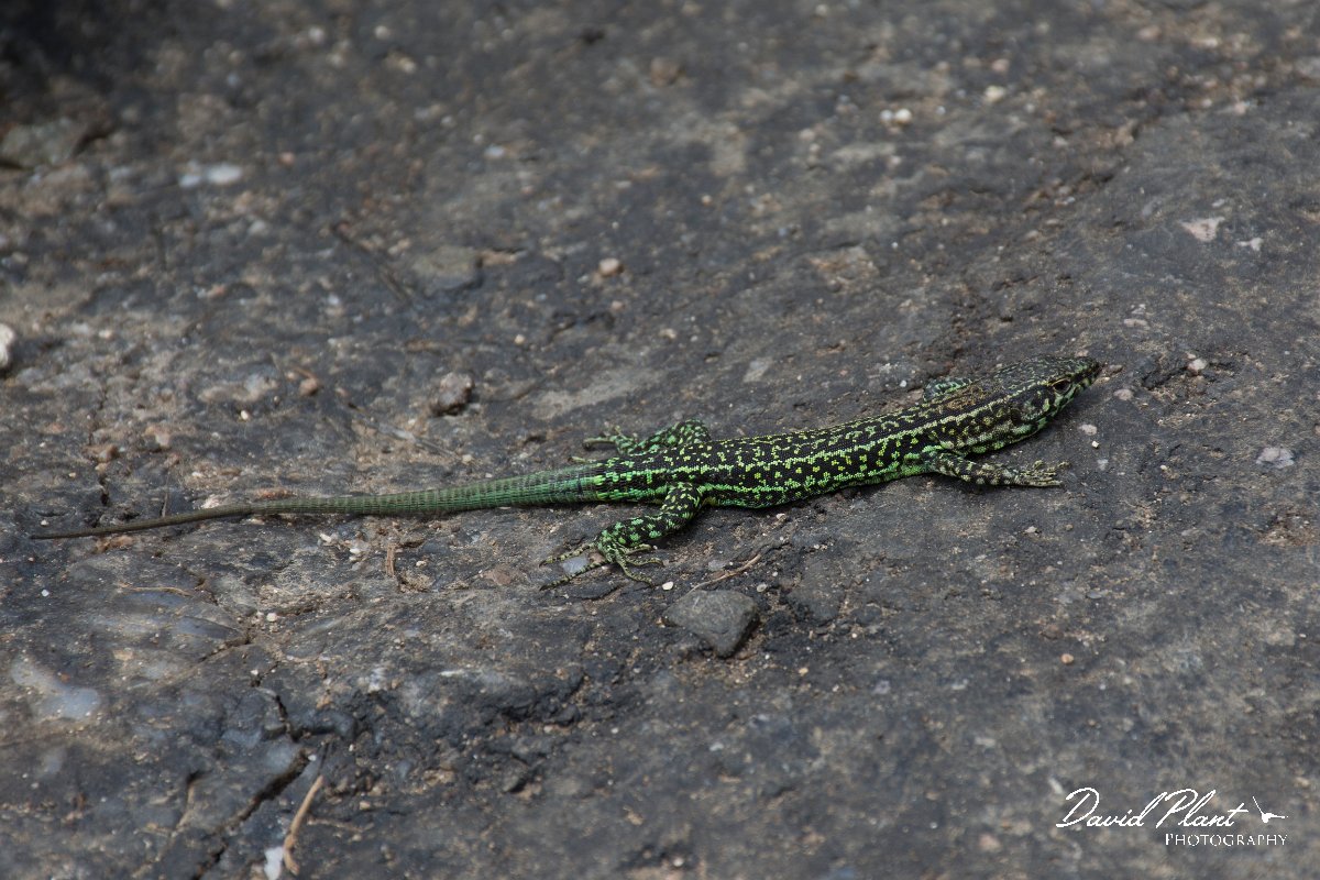 DPPhotography - Corsica - Tyrrhenian wall lizard - B.jpg - Tyrrhenian wall lizard - Bavella Pass, Corsica
