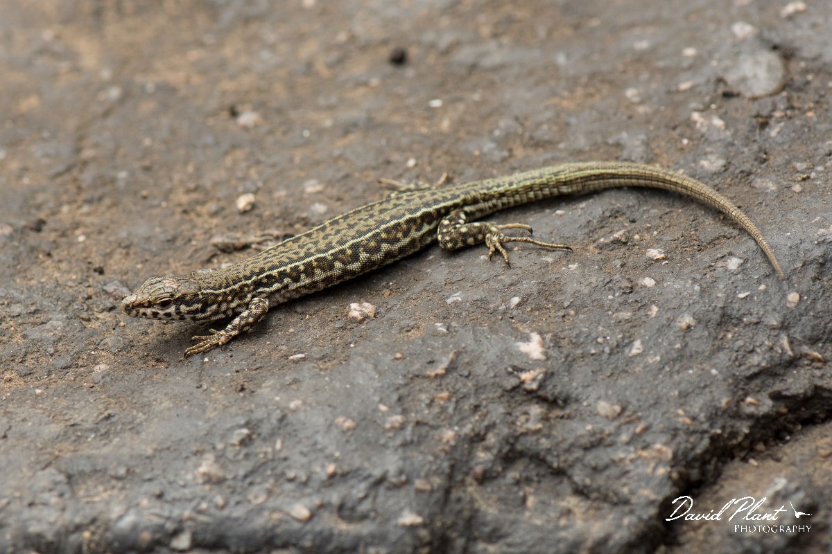 DPPhotography - Corsica - Tyrrhenian wall lizard - D.jpg - Tyrrhenian wall lizard - Bavella Pass, Corsica