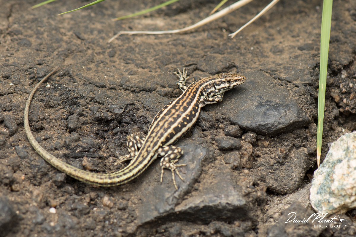 DPPhotography - Corsica - Tyrrhenian wall lizard - E.jpg - Tyrrhenian wall lizard - Bavella Pass, Corsica