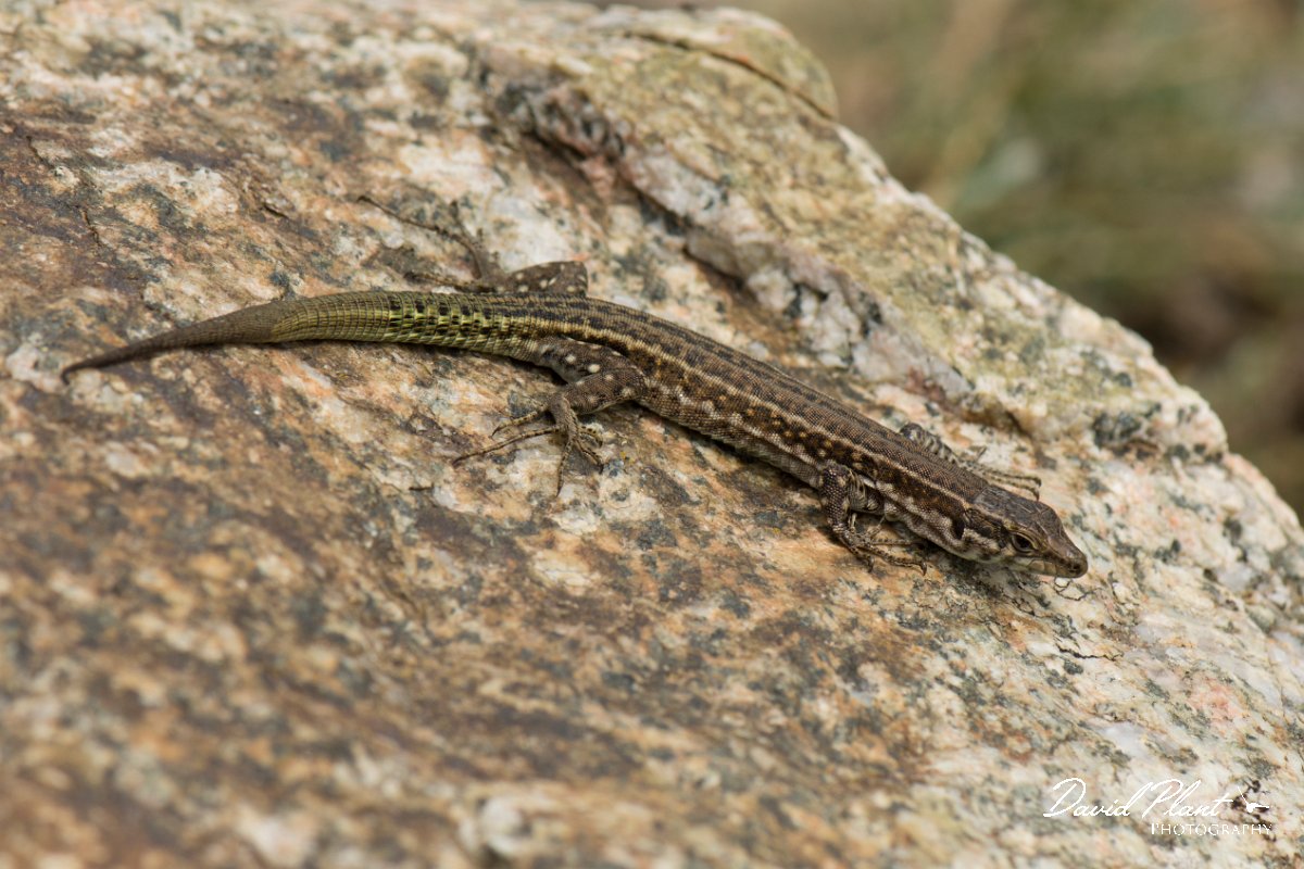 DPPhotography - Corsica - Tyrrhenian wall lizard - H.jpg - Tyrrhenian wall lizard - Bavella Pass, Corsica