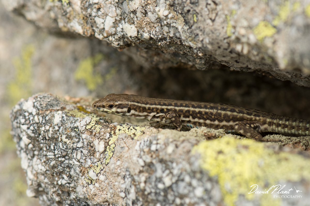 DPPhotography - Corsica - Tyrrhenian wall lizard - J.jpg - Tyrrhenian wall lizard - Bavella Pass, Corsica