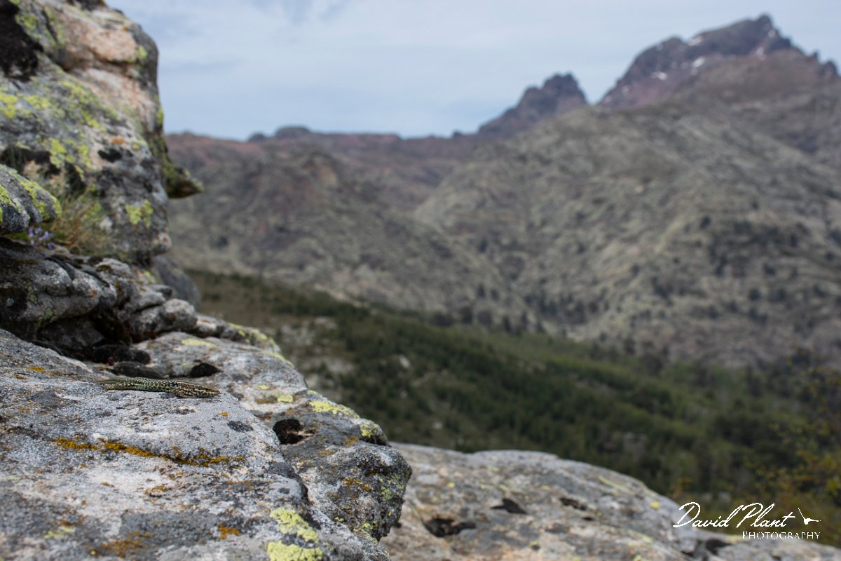 DPPhotography - Corsica - Tyrrhenian wall lizard - K.jpg - Tyrrhenian wall lizard - Col de Verghio, Corsica