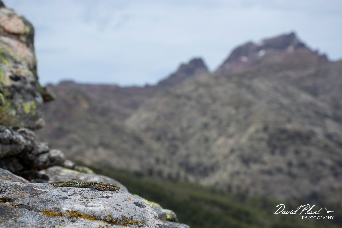 DPPhotography - Corsica - Tyrrhenian wall lizard - L.jpg - Tyrrhenian wall lizard - Col de Verghio, Corsica