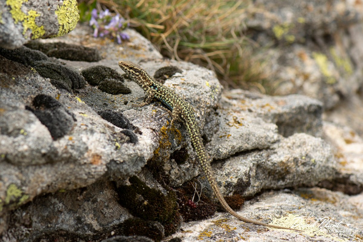DPPhotography - Corsica - Tyrrhenian wall lizard - O.jpg - Tyrrhenian wall lizard - Col de Verghio, Corsica