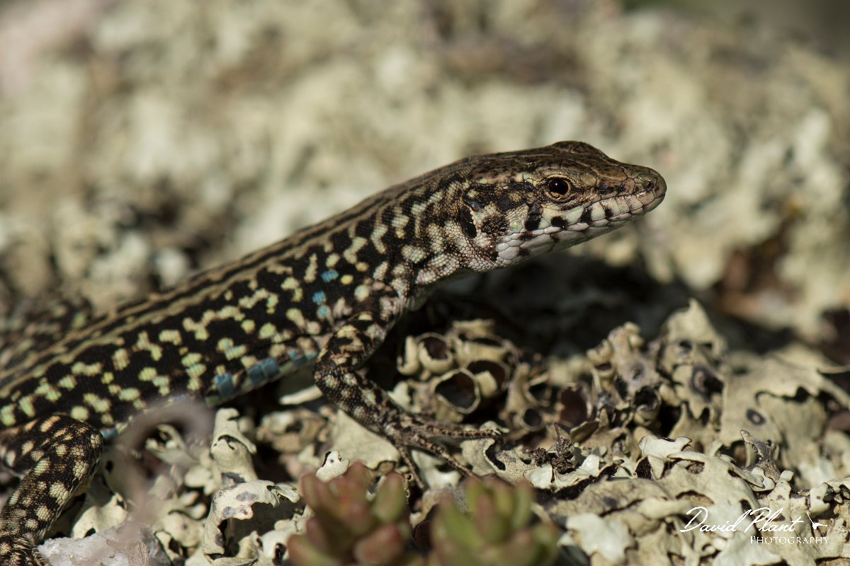 DPPhotography - Corsica - Tyrrhenian wall lizard - V.jpg - Tyrrhenian wall lizard - Verghello Valley, Corsica