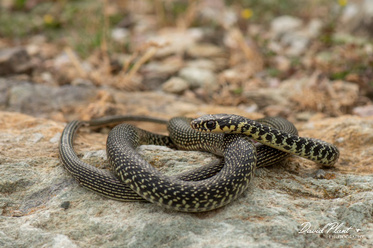 DPPhotography - Corsica - Western whip snake - A.jpg - Western whip snake - Licceto, Corsica