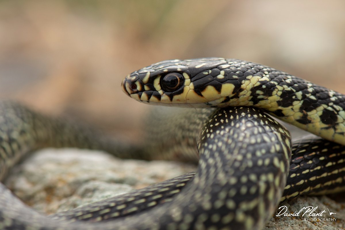 DPPhotography - Corsica - Western whip snake - B.jpg - Western whip snake - Licceto, Corsica