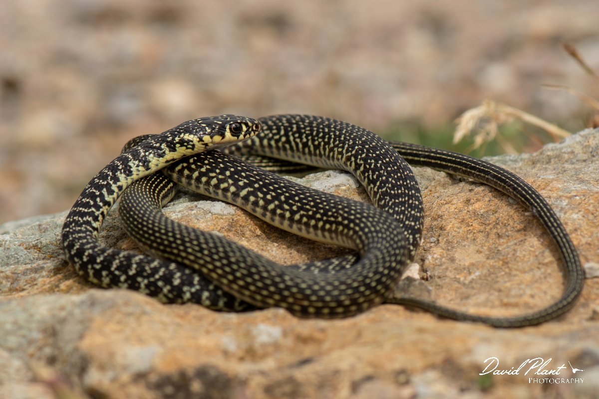 DPPhotography - Corsica - Western whip snake - D.jpg - Western whip snake - Licceto, Corsica