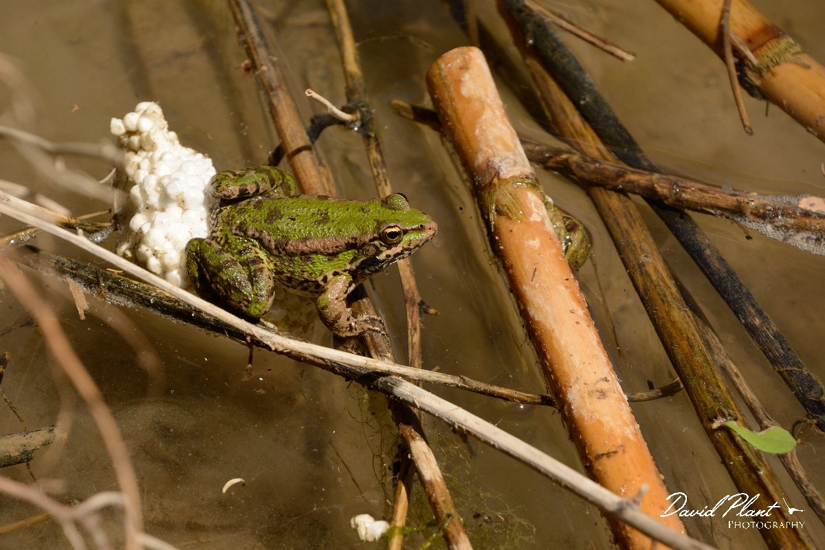 David Plant Photography - Wildlife Photography - Cretan marsh frog - A.jpg - Cretan marsh frog on styrofoam - Almyros River, Crete
