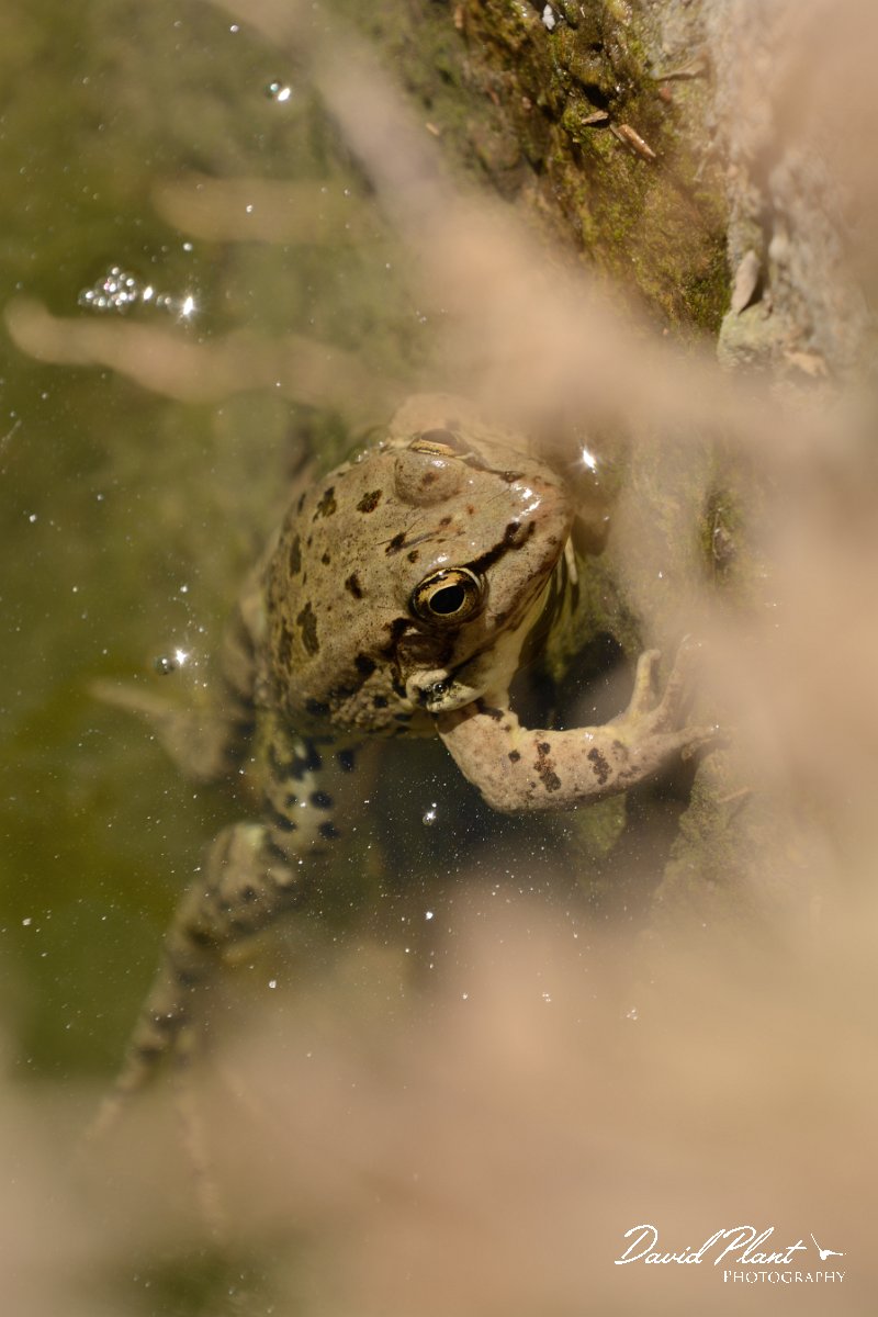 David Plant Photography - Wildlife Photography - Cretan marsh frog - B.jpg - Cretan marsh frog - Almyros River, Crete