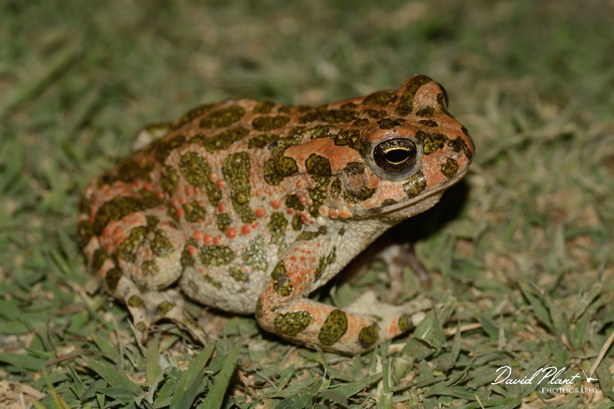 David Plant Photography - Wildlife Photography - Green toad - C.jpg - Green toad - Omalos plateau, Crete