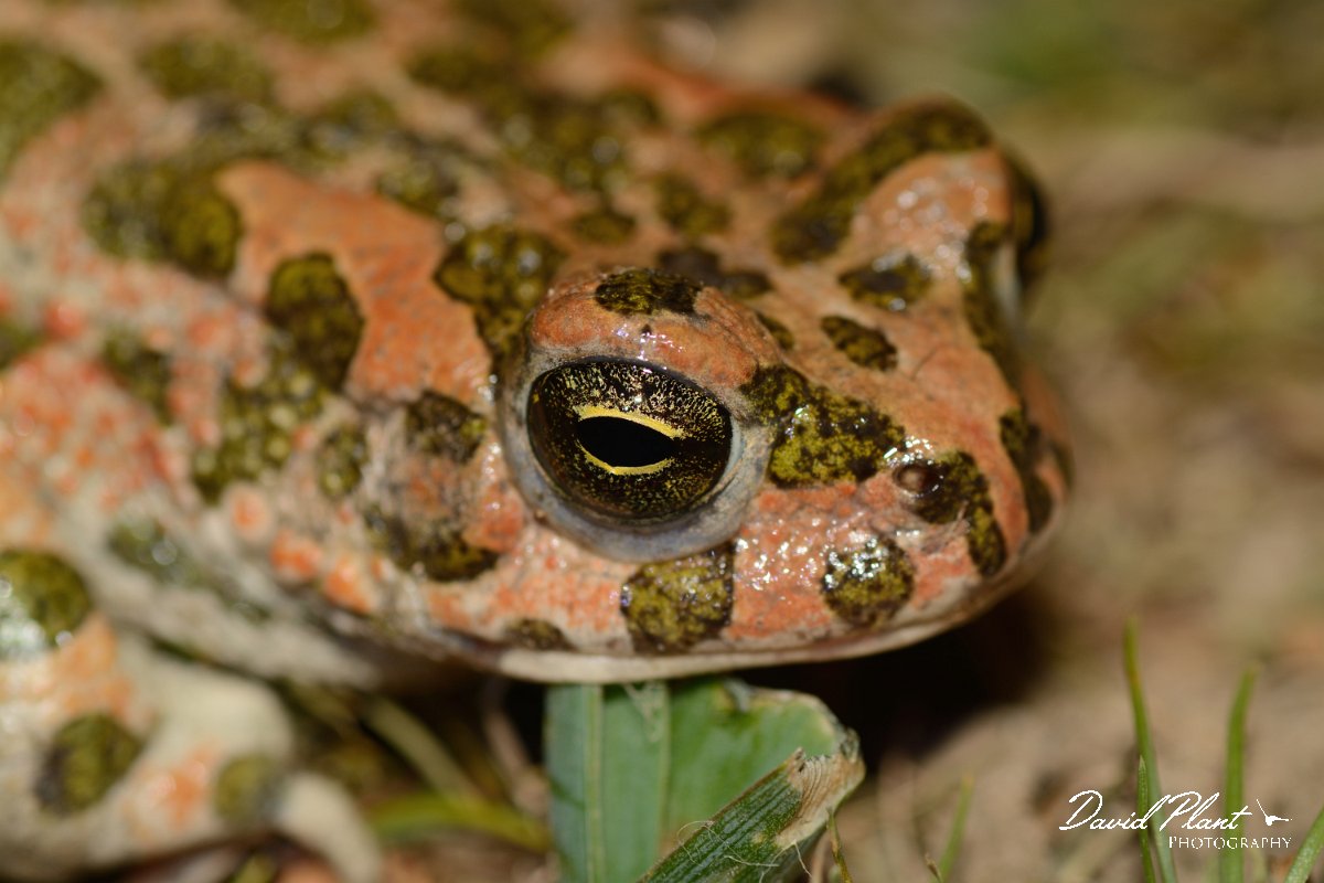 David Plant Photography - Wildlife Photography - Green toad - E.jpg - Green toad head - Omalos plateau, Crete
