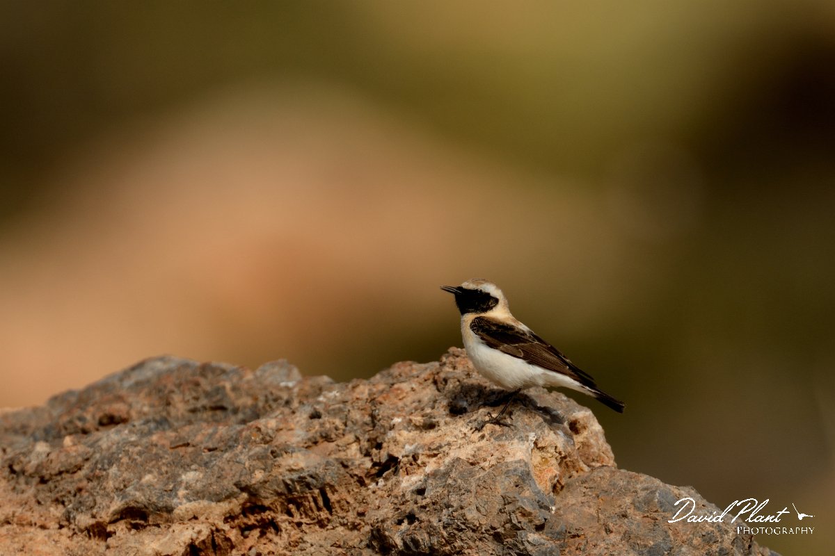 David Plant Photography - Wildlife Photography - Black-eared wheatear - D.jpg - Black-eared wheatear dark-throated melaneuca- Kefali penninsula, Crete