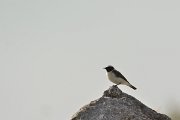 David Plant Photography - Wildlife Photography - Black-eared wheatear - C