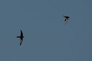 David Plant Photography - Wildlife Photography - Common swift - A