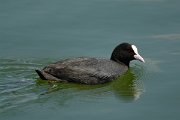 David Plant Photography - Wildlife Photography - Coot - A