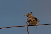 David Plant Photography - Wildlife Photography - Crested lark - A