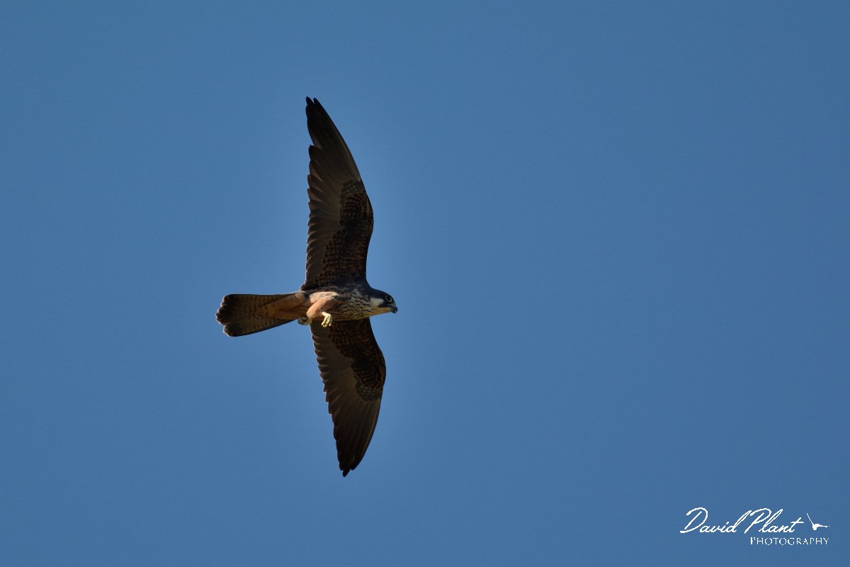 David Plant Photography - Wildlife Photography - Eleanora's falcon - C.jpg - Eleanora's falcon - Idi Oros mountains, Crete