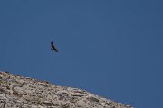 David Plant Photography - Wildlife Photography - Golden eagle - A
