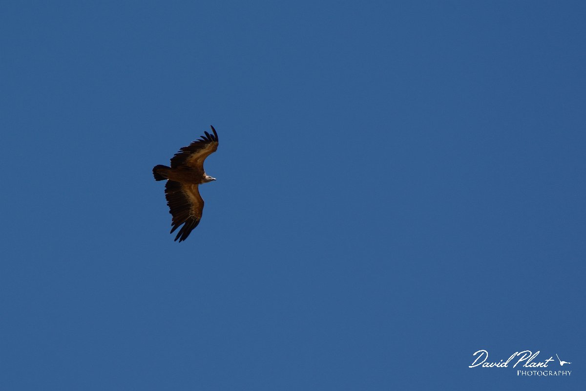 David Plant Photography - Wildlife Photography - Griffon vulture - A.jpg - Griffon vulture - Agios Dikeos, Crete