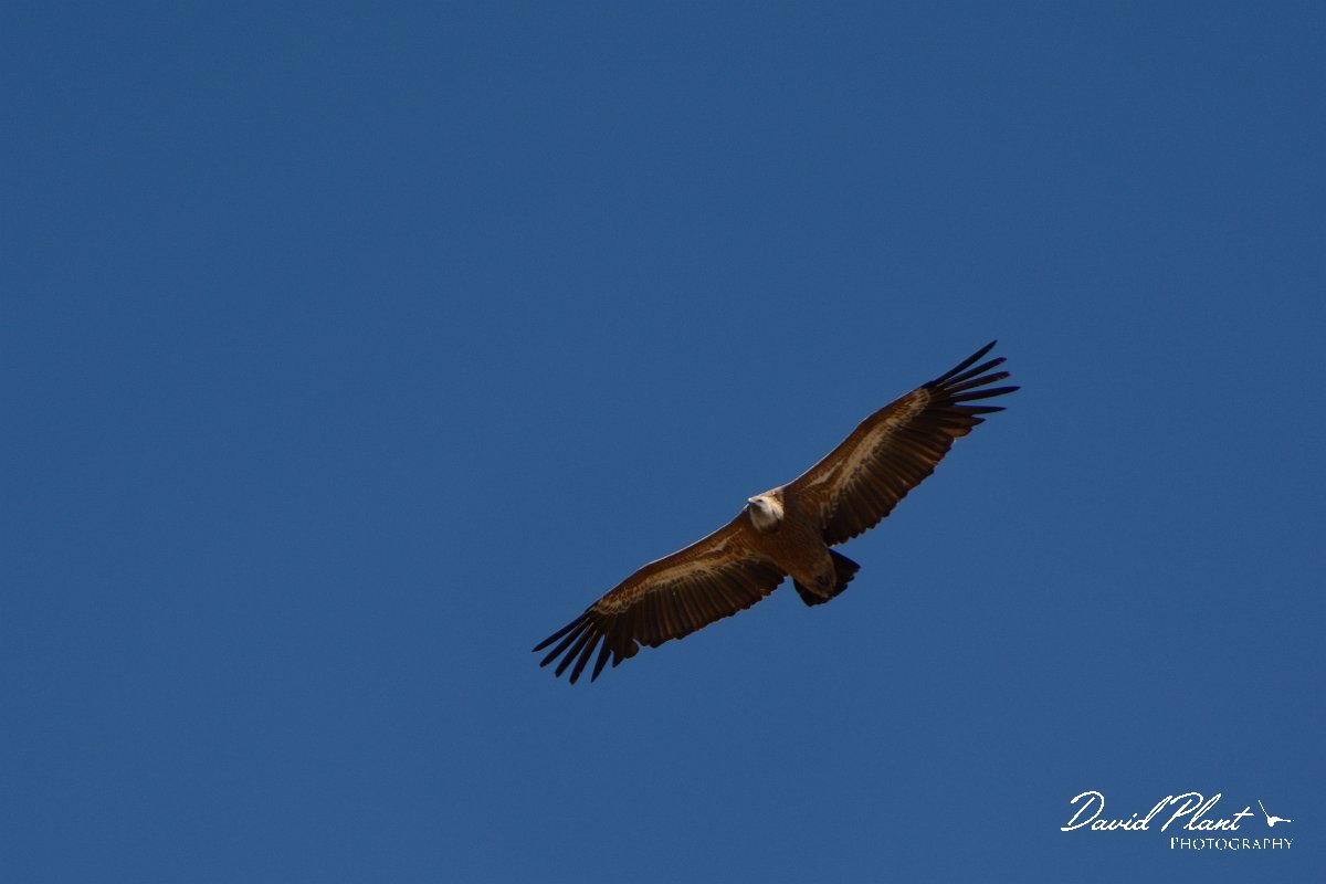 David Plant Photography - Wildlife Photography - Griffon vulture - B.jpg - Griffon vulture - Agios Dikeos, Crete