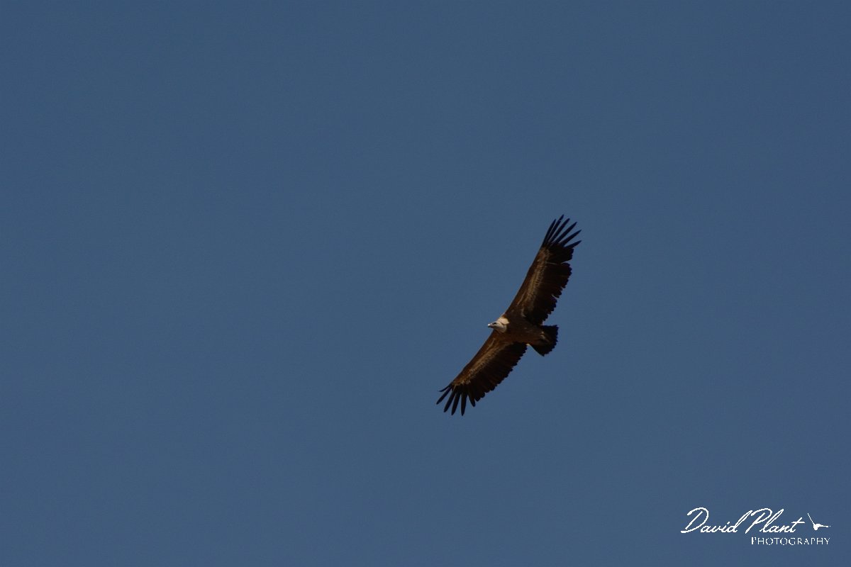 David Plant Photography - Wildlife Photography - Griffon vulture - D.jpg - Griffon vulture - Imbros Gorge, Crete