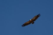 David Plant Photography - Wildlife Photography - Griffon vulture - B