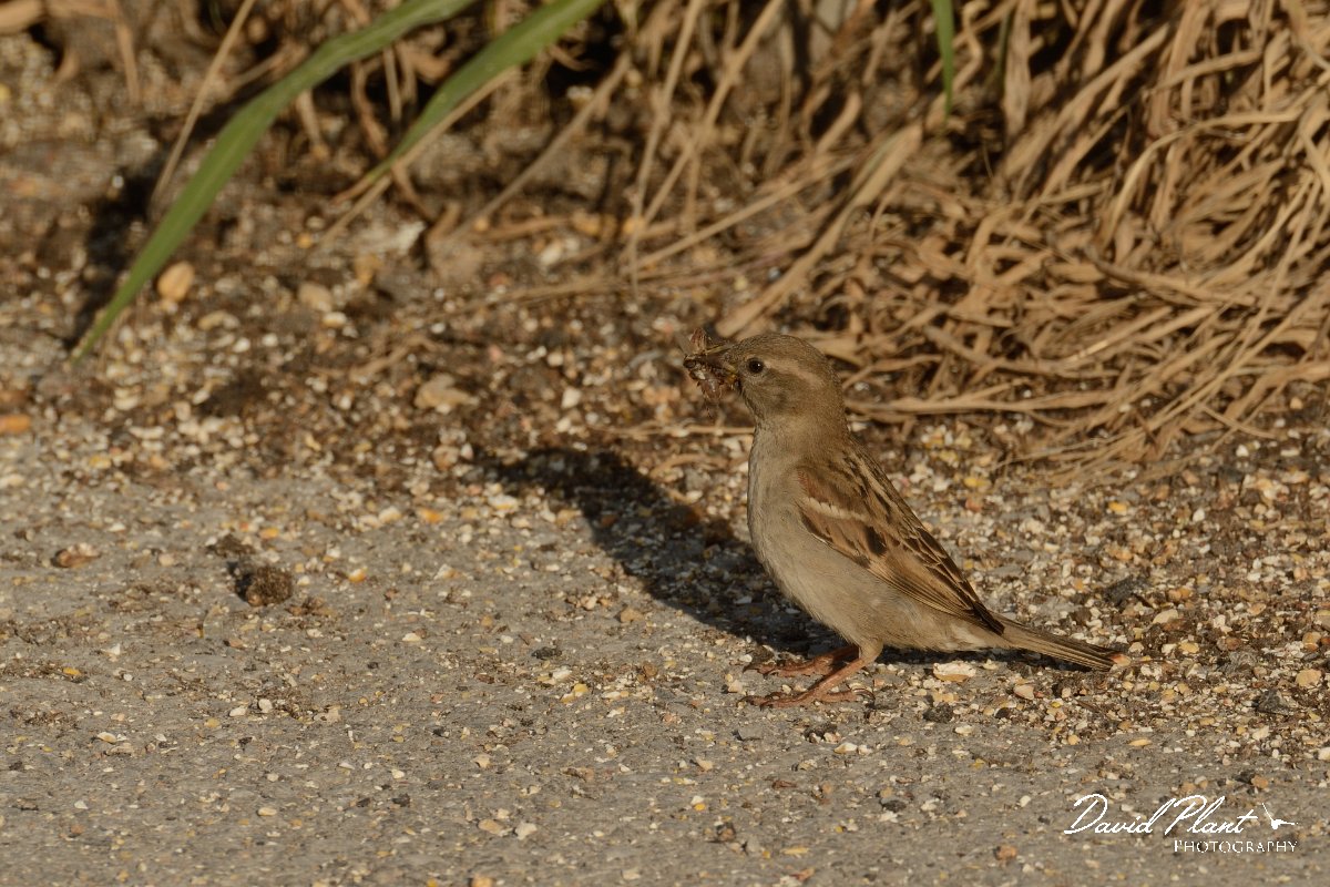 David Plant Photography - Wildlife Photography - Italian sparrow - B.jpg - Italian sparrow female - Rethymno, Crete