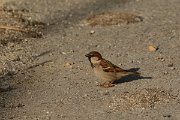 David Plant Photography - Wildlife Photography - Italian sparrow - D