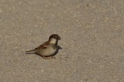 David Plant Photography - Wildlife Photography - Italian sparrow - F