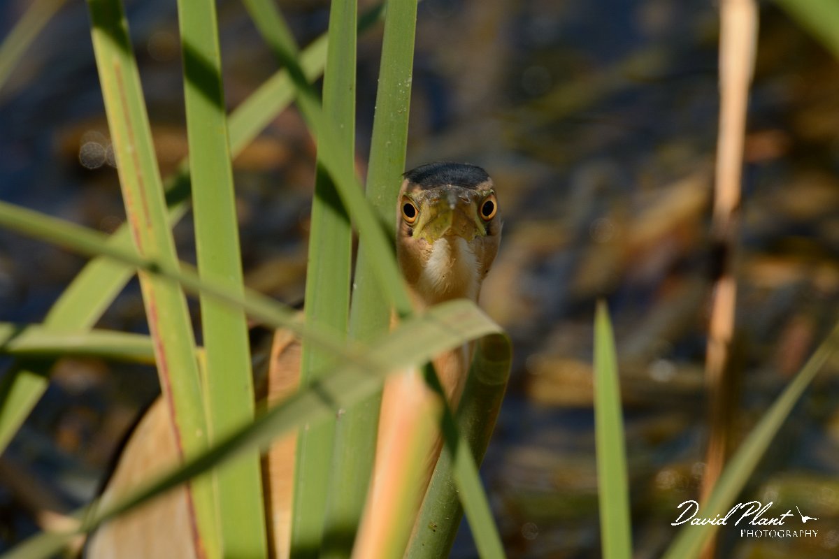 David Plant Photography - Wildlife Photography - Little bittern - A.jpg - Little bittern in reeds - Agia Lake, Crete
