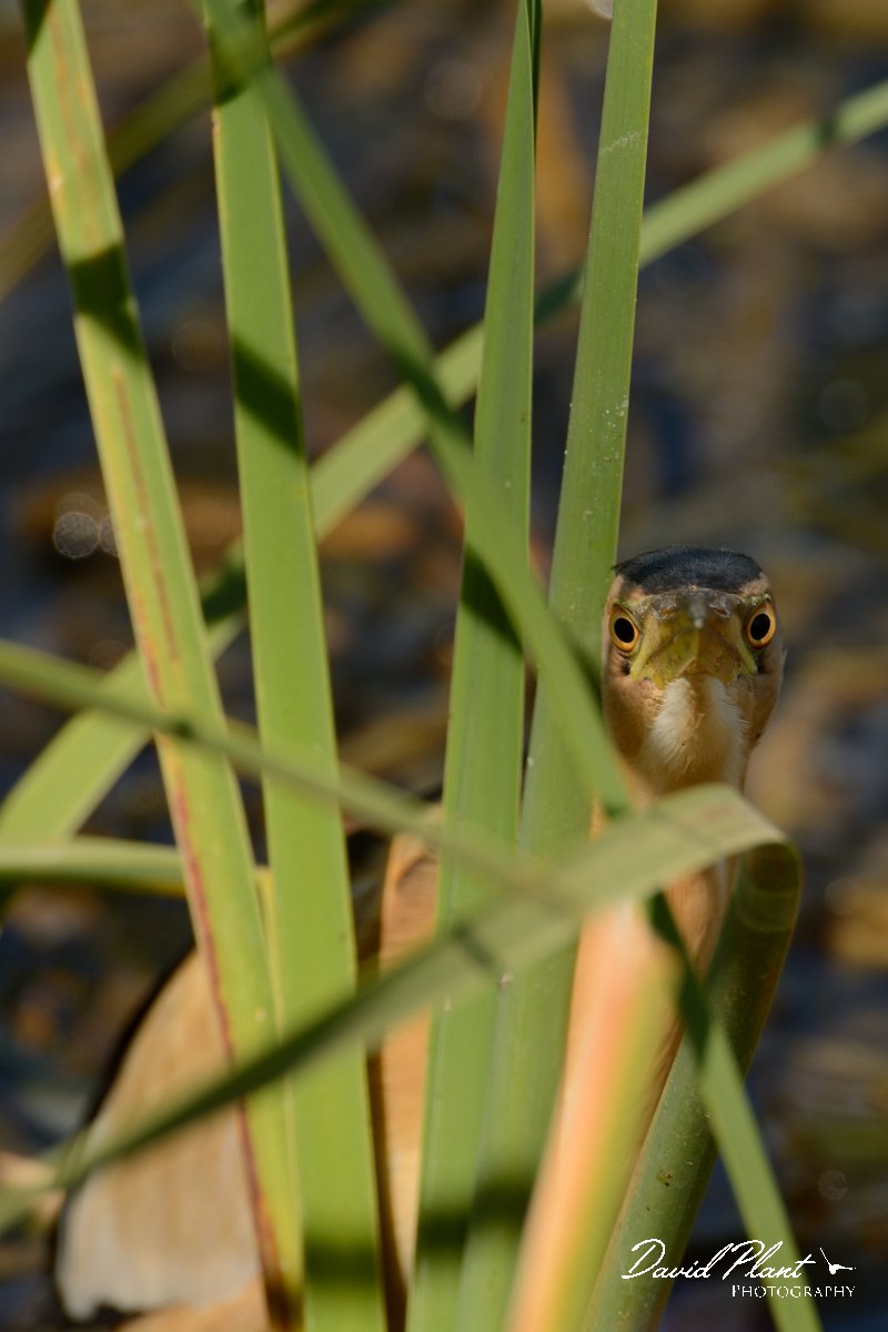 David Plant Photography - Wildlife Photography - Little bittern - B.jpg - Little bittern in reeds - Agia Lake, Crete