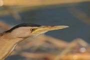 David Plant Photography - Wildlife Photography - Little bittern - D