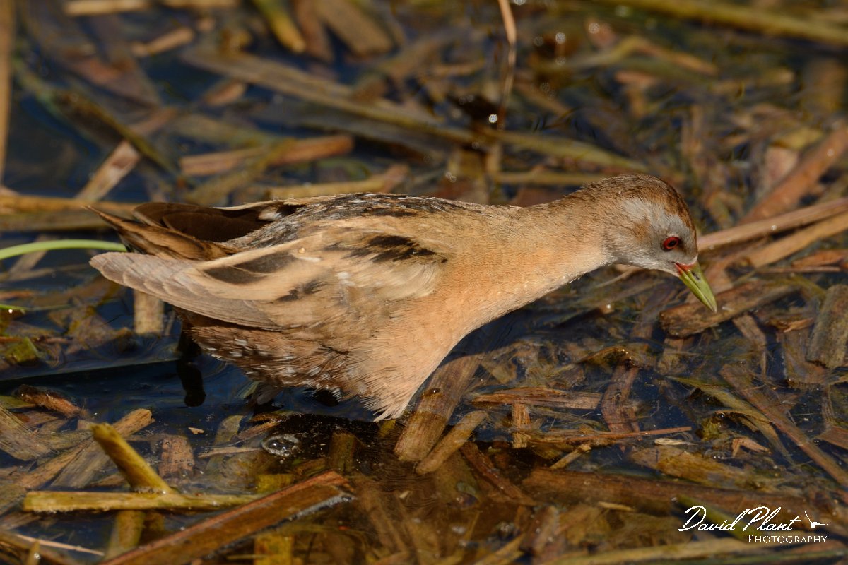 David Plant Photography - Wildlife Photography - Little crake - C.jpg - Little crake female - Agia lake, Crete