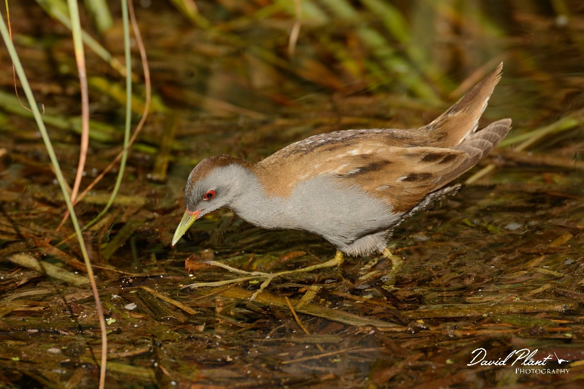 David Plant Photography - Wildlife Photography - Little crake - G.jpg - Little crake male - Agia lake, Crete