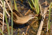 David Plant Photography - Wildlife Photography - Little crake - B