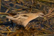 David Plant Photography - Wildlife Photography - Little crake - C