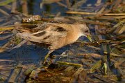 David Plant Photography - Wildlife Photography - Little crake - D