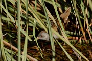 David Plant Photography - Wildlife Photography - Little crake - F