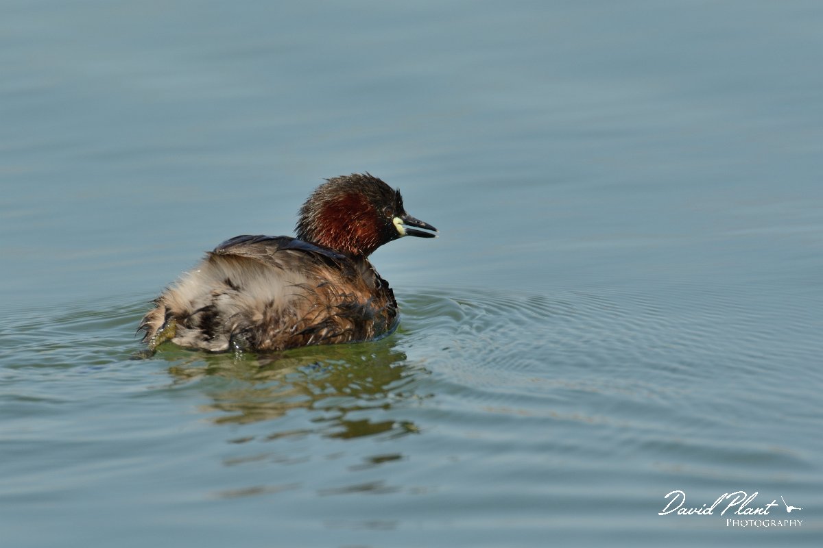 David Plant Photography - Wildlife Photography - Little grebe - A.jpg - Little grebe - Agia lake, Crete