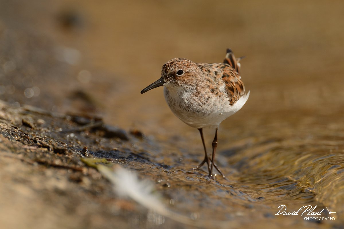 David Plant Photography - Wildlife Photography - Little stint - B.jpg - Little stint - Agia lake, Crete