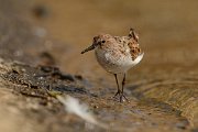 David Plant Photography - Wildlife Photography - Little stint - B